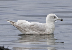 Larus glaucoides kumlieni