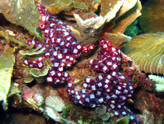 Eusynstyela latericius