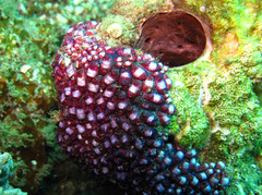 Eusynstyela latericius