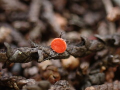 Pseudopithyella minuscula