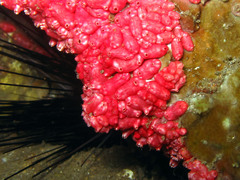 Eusynstyela latericius