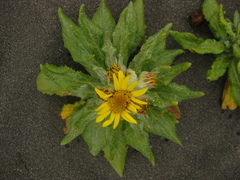Senecio pseudoarnica