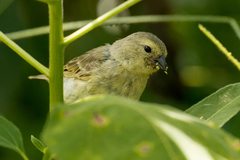 Camarhynchus parvulus
