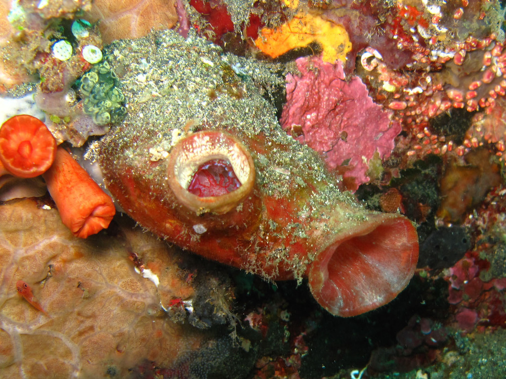 Red-Throated Ascidian