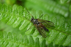 Rhagio scolopaceus