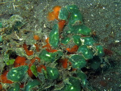 Lissoclinum bistratum