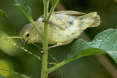Camarhynchus parvulus