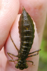 Aeshna cyanea