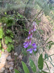Lathyrus vestitus