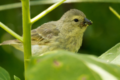 Camarhynchus parvulus