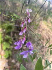 Lathyrus vestitus