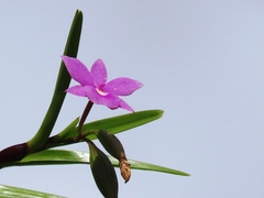 Dimerandra emarginata