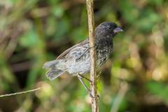 Camarhynchus parvulus