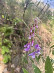Lathyrus vestitus
