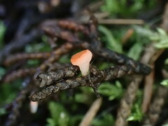 Pseudopithyella minuscula