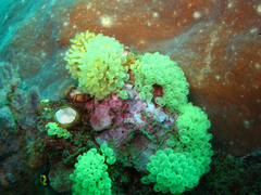 Perophora modificata