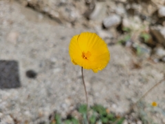 Eschscholzia