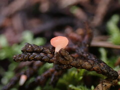 Pseudopithyella minuscula