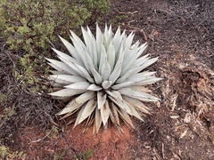 Agave parryi