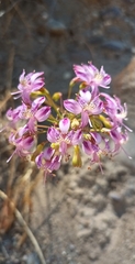 Alstroemeria revoluta