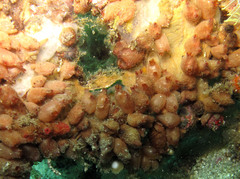 Polycarpa contecta