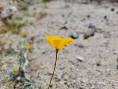 Eschscholzia