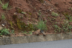 Melinis repens