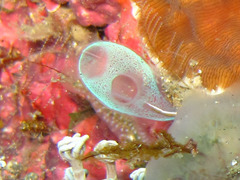 Rhopalaea