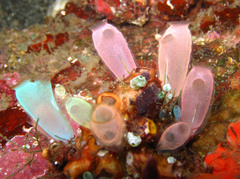 Rhopalaea