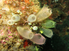 Rhopalaea