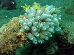 Rhopalaea