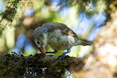 Camarhynchus pallidus