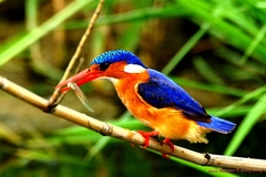 Malachite Kingfisher photo 5
