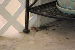 Plestiodon inexpectatus