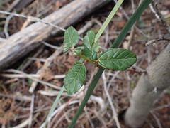 Ceanothus parryi