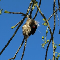 Chalcomitra senegalensis gutturalis