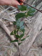 Ceanothus parryi