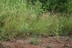 Melinis repens
