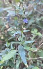 Carlowrightia parviflora