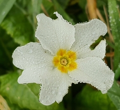Primula vulgaris