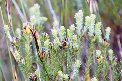Adenandra gummifera