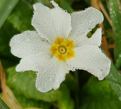 Primula vulgaris