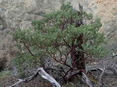 Arctostaphylos viscida pulchella