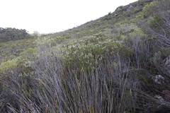 Adenandra gummifera