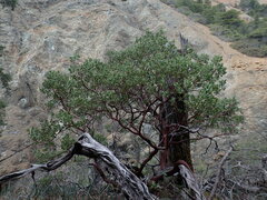 Arctostaphylos viscida pulchella