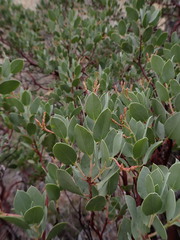 Arctostaphylos viscida pulchella