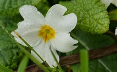 Primula vulgaris