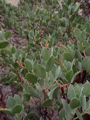 Arctostaphylos viscida pulchella