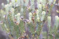 Adenandra gummifera