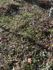 Crocus tommasinianus